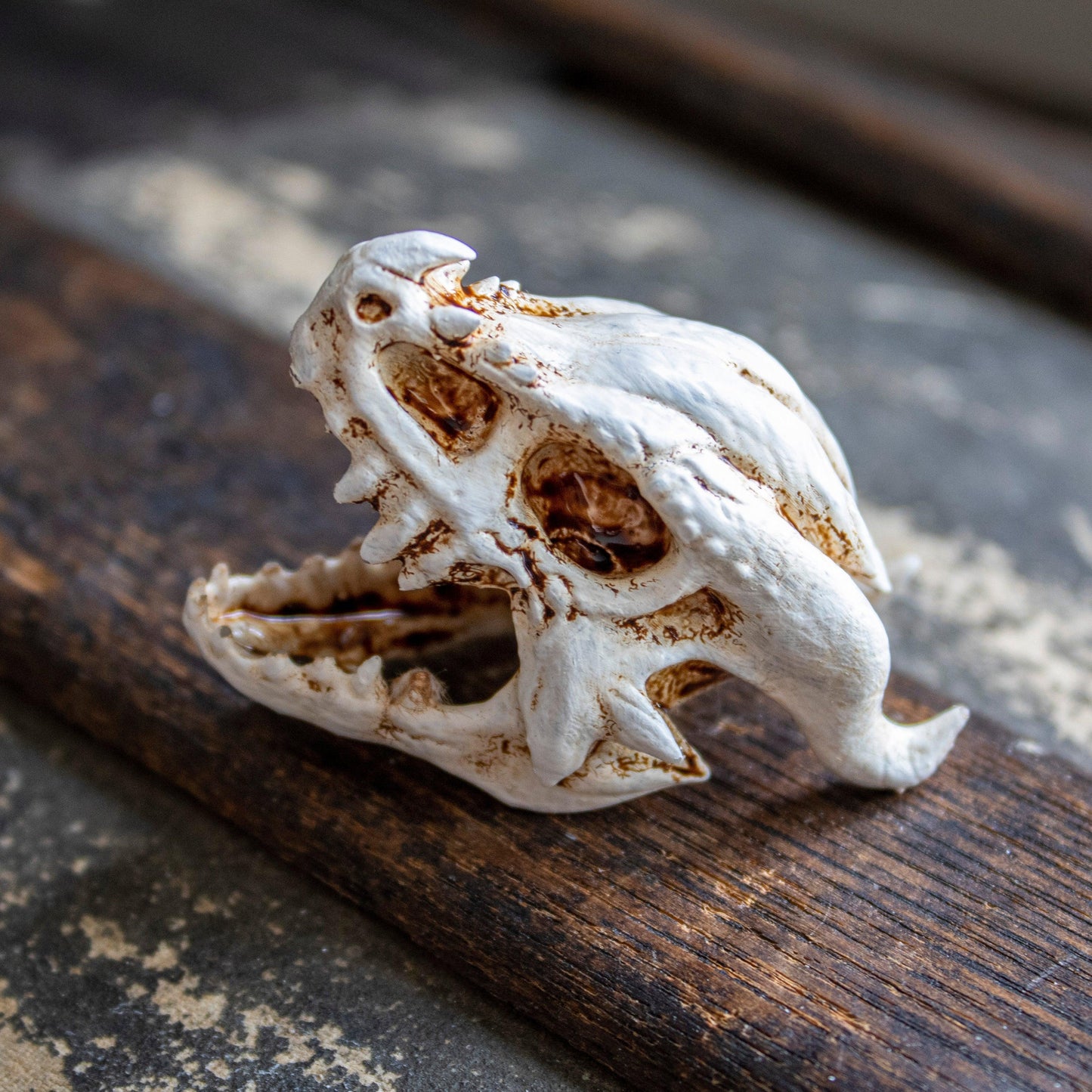 Elder Dragon Skull - Small - Humble Dragon Dice