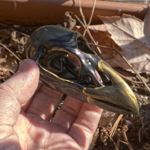 Three Eyed Raven Skull